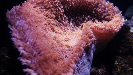 coral colorido bajo el agua de cerca