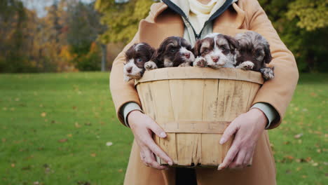 A-woman-holds-a-basket-with-small-puppies