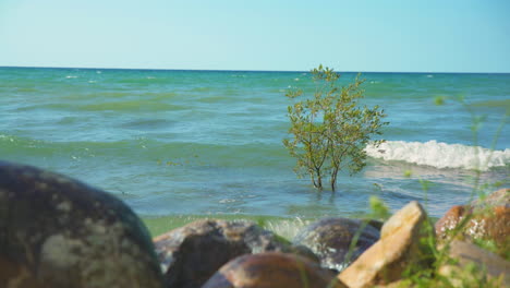 Ein-Baum,-Der-Im-Wasser-Wächst,-Während-Die-Wellen-Aufgrund-Der-Flut-Darauf-Prallen