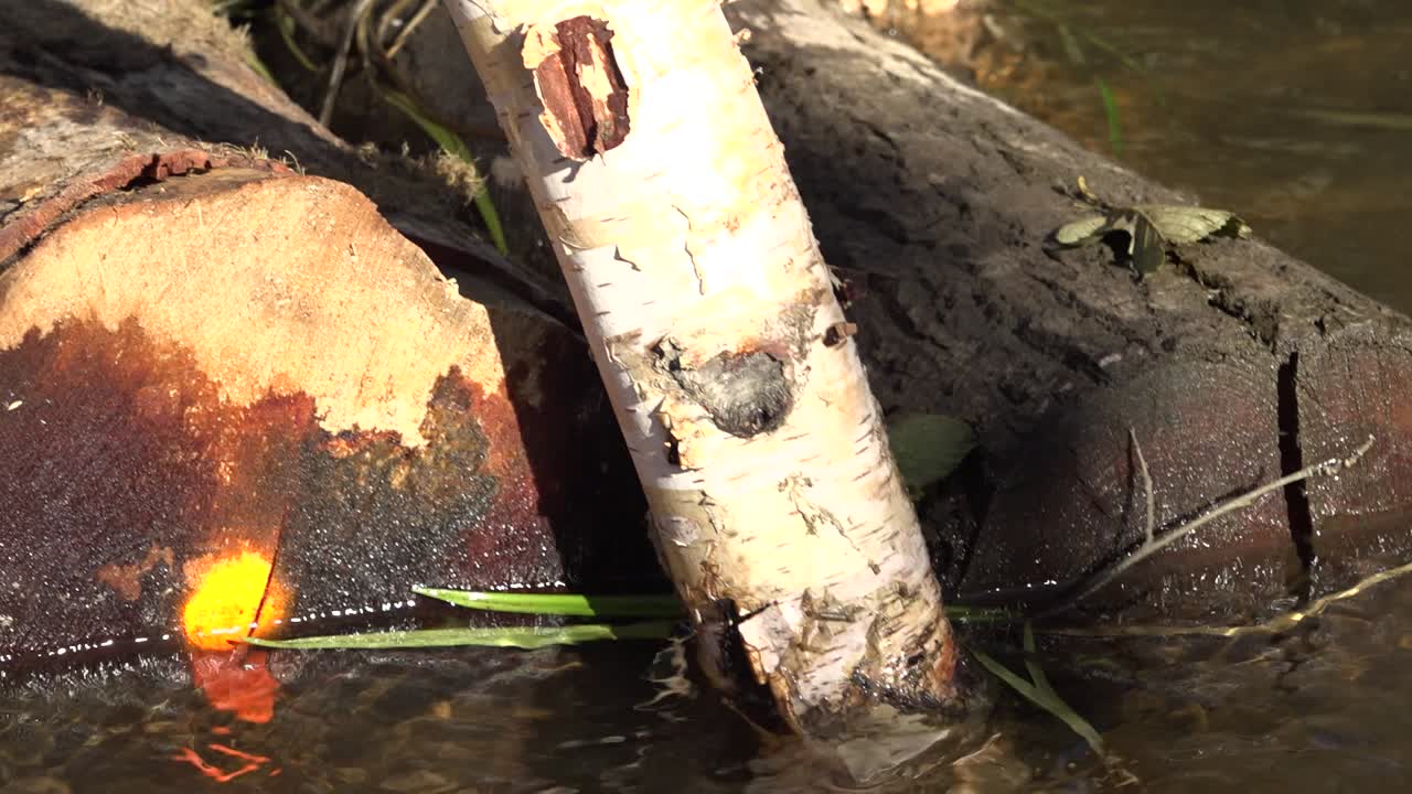 ríos salmoneros con un pequeño arroyo-16