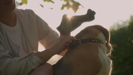 dog owner squatting on grassy field rubbing dog s head with grooming glove while holding leash under warm sunlight, dog playfully moves head in slight disagreement