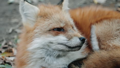 close-up of red fox sniffing and looking away at zao fox village in miyagi, japan