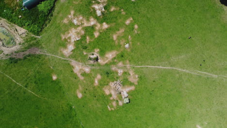 campo danés con vacas camperas