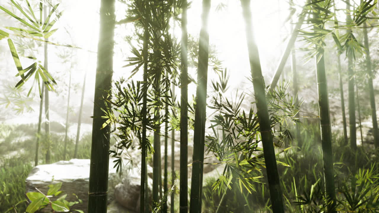 La luce del sole filtra attraverso il bambù in un sereno ambiente forestale