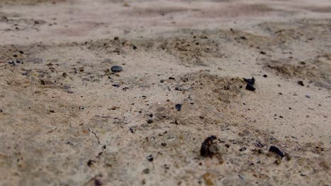 wingless termite crawling on the ground slowmo, tracking winged termite lost its wings