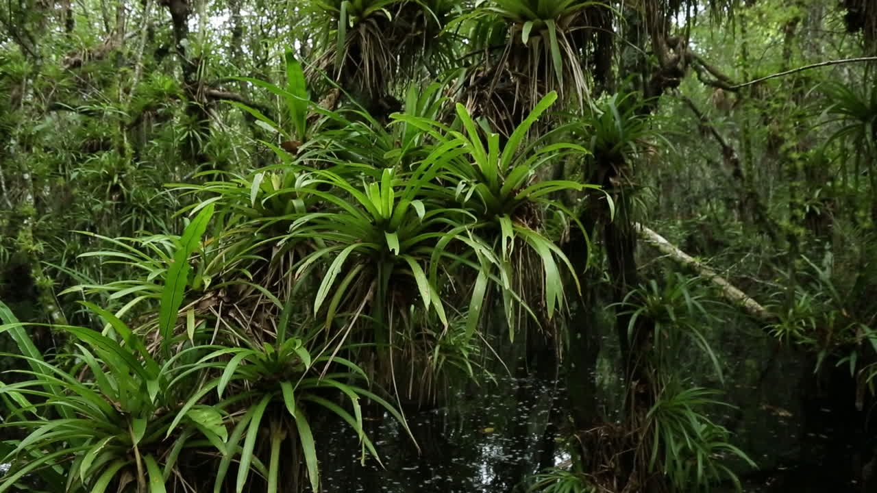 에버글레이즈의 늪을 여행하는 상승 셀카 샷 1