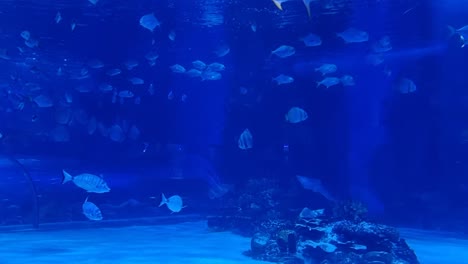 school of silver fish swimming in formation in clear blue ocean water, viewed from an underwater perspective