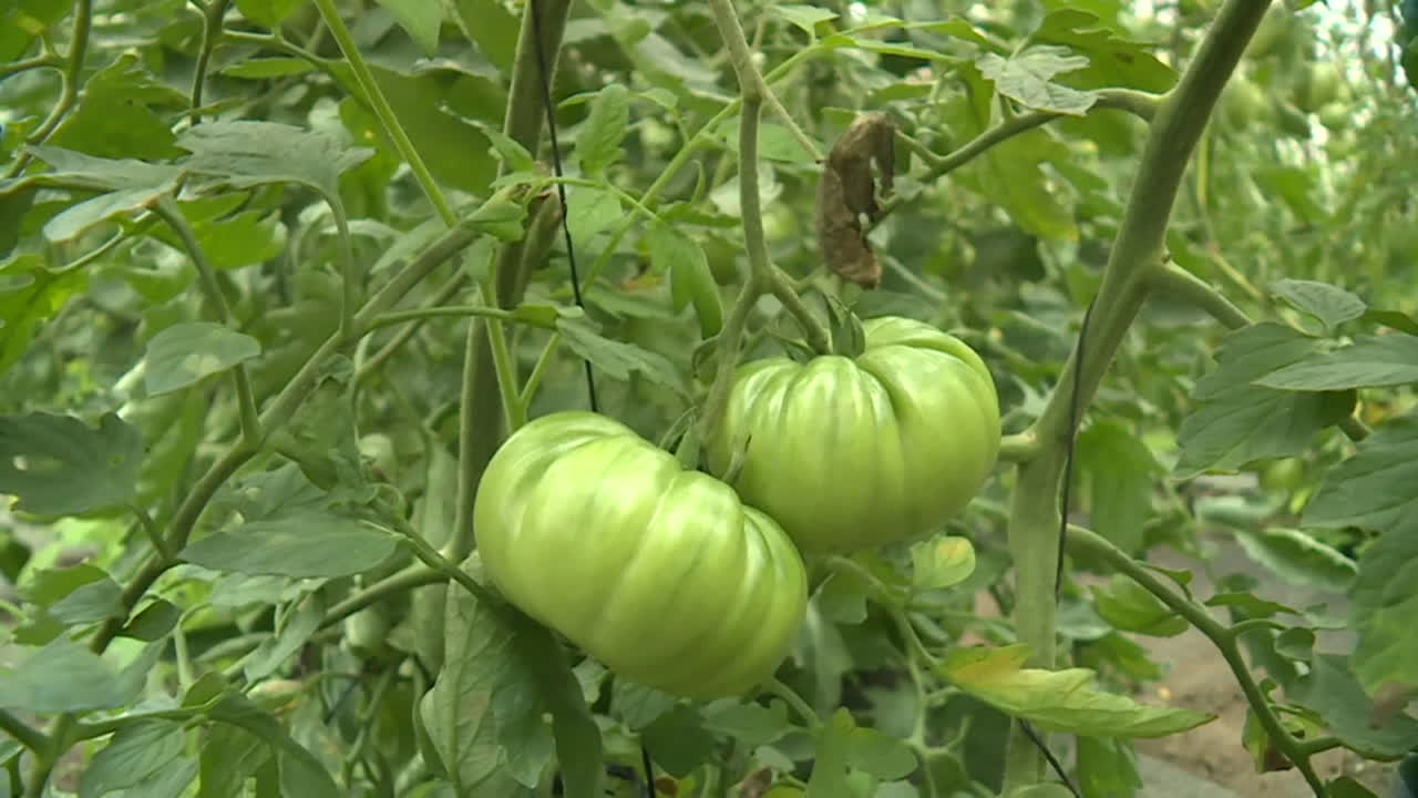 Green Tomatoes Growing in a Greenhouse