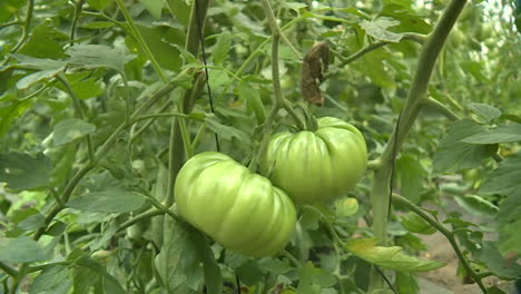 green tomatoes growing in a greenhouse