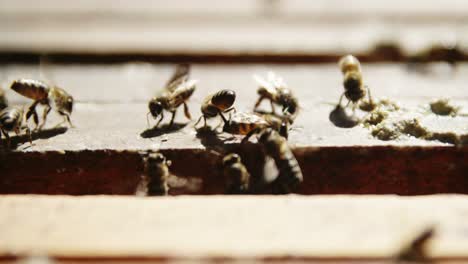 close-up of honey bees feeding on honeycomb box