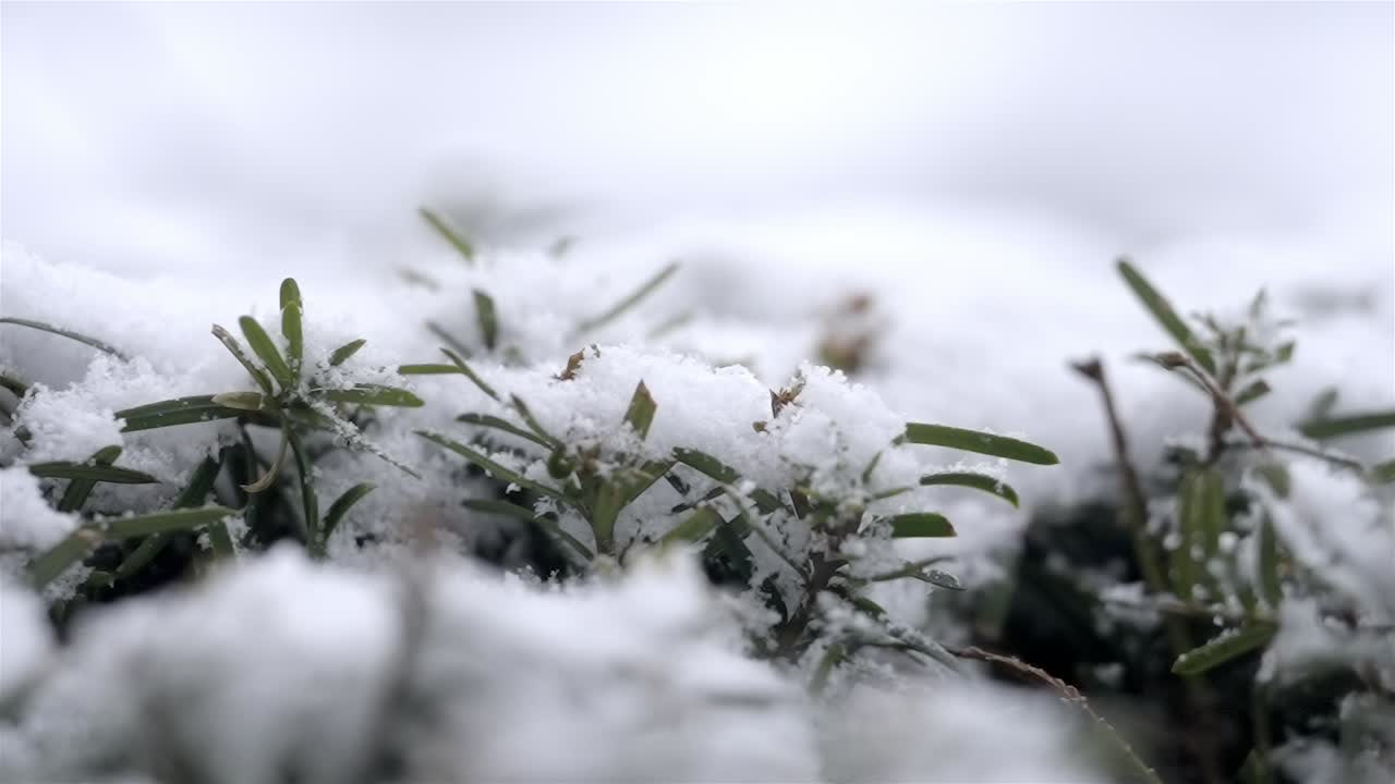Primo piano di piante coperte di neve in inverno, erba verde sotto la neve in una giornata fredda, nevicata, spazio per il testo.
