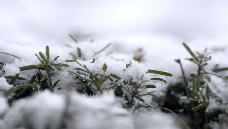 close up of snow covered plants in the winter, green grass under snow on a cold day, snowfall, copy space