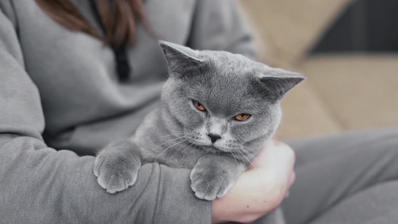 Beautiful girl is sitting in her room, holding a grey cat on her hands and smiling
