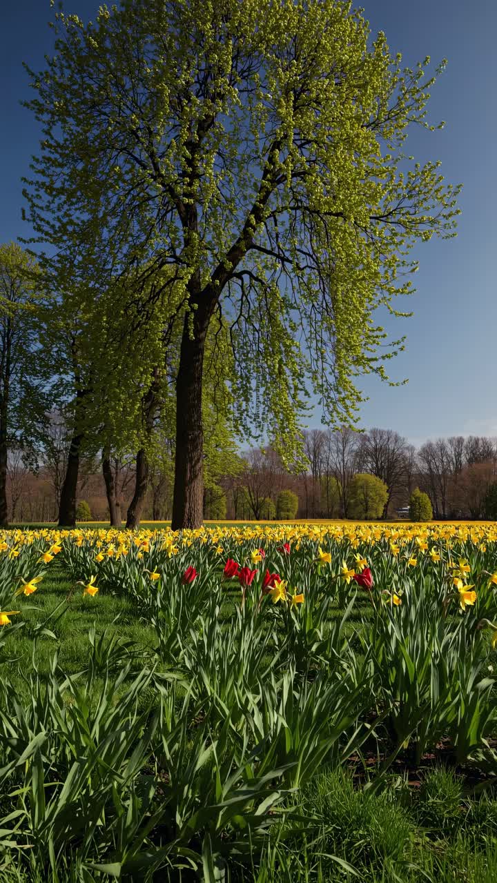Springtime Meadow with Tulips and Daffodils