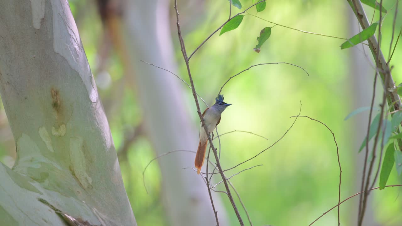 muchacho del paraíso asiático, ave hembra descansando en una rama