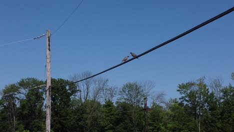 dos pájaros sentados en una línea eléctrica en un día soleado-3