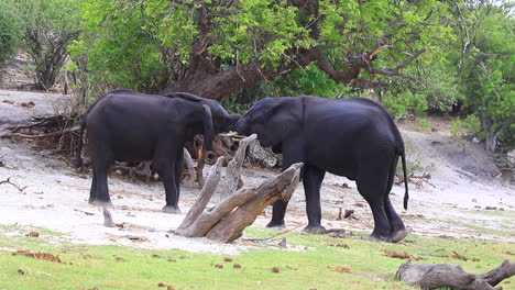 a pause in action as two african bush elephants grapple for dominance