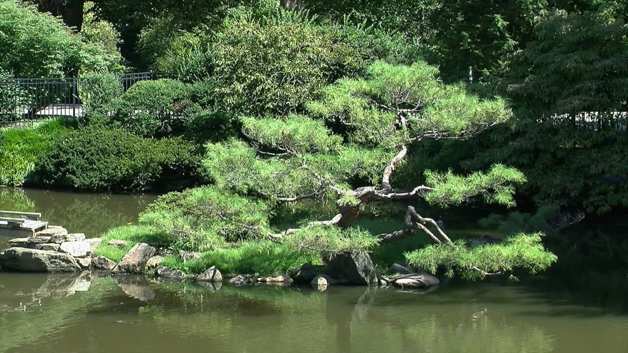 A pine tree pruned in the niwaki style grows on a small island in a Japanese garden
