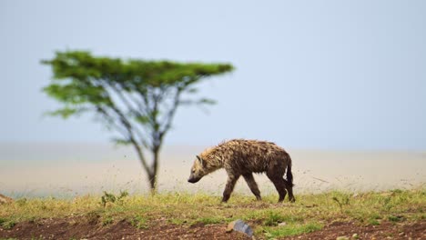Toma-En-Cámara-Lenta-De-La-Hermosa-Vida-Silvestre-Africana-En-La-Reserva-Nacional-Masai-Mara-De-Una-Hiena-Caminando-Por-El-Horizonte-Frente-Al-árbol-De-Acacia-En-El-Fondo,-Kenia,-Animales-De-Safari-Africanos