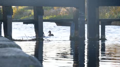 mallard ducks swimming in grand canal in dublin, ireland