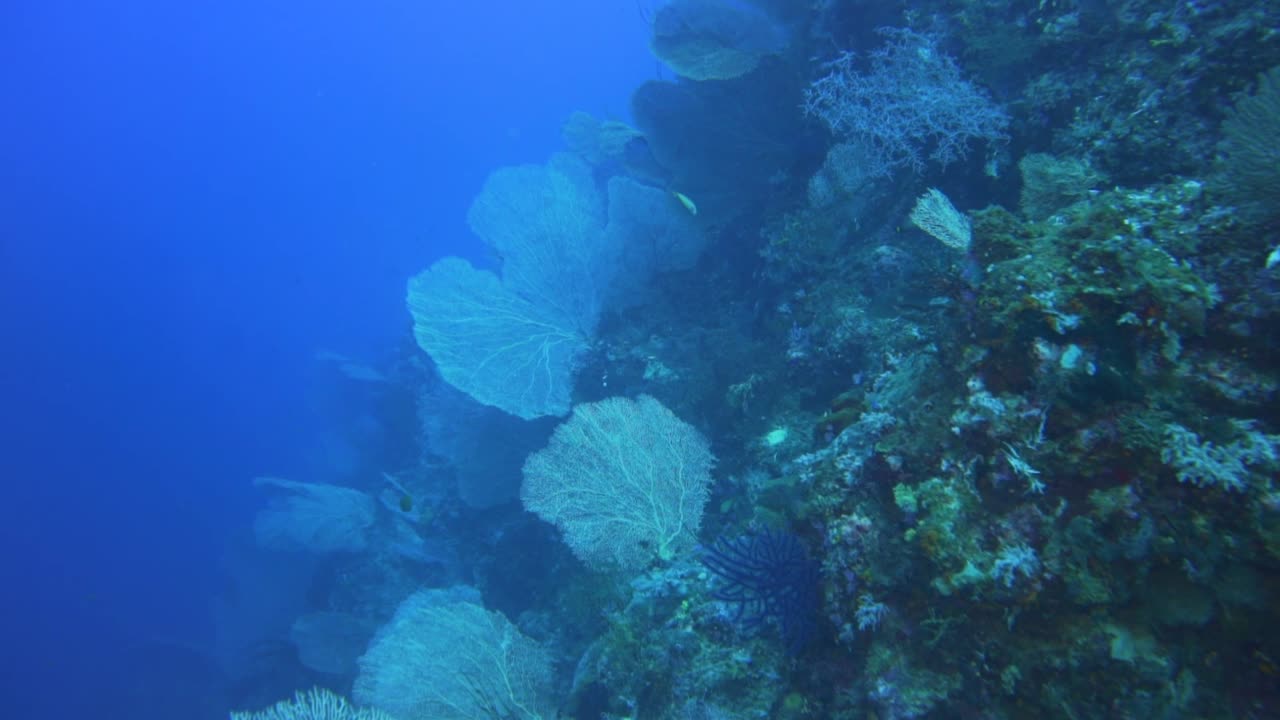 коралловая стена, покрытая морскими веерами