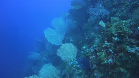 Una-Pared-De-Coral-Cubierta-De-Abanicos-De-Mar