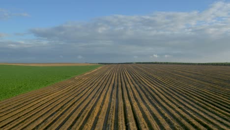 aerial drone fast flight over freshly plowed soil, with neat lines made by plowing machines, and a green field on the left