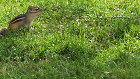 a very active eastern chipmunk, foraging for food at the top of the screen, copy space on the bottom