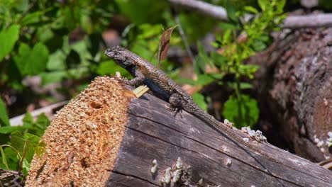 male eastern fence lizard perched on a wooden pine log absorbing heat from morning sun