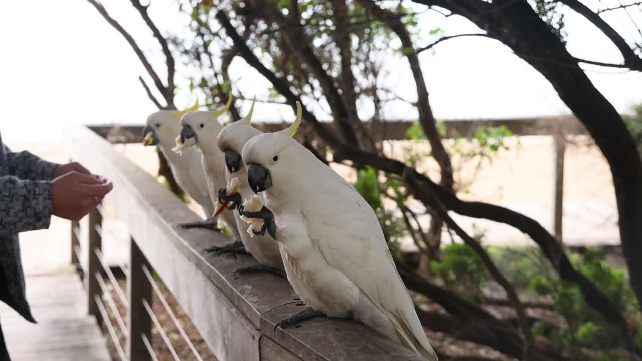 persona alimentando a las cacatúas de cresta amarilla en una barandilla