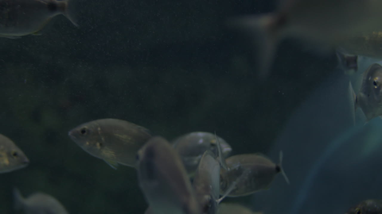 큰 수족관 에서 수영 하는 은색 물고기