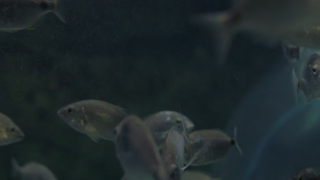 silver fish swimming in big aquarium