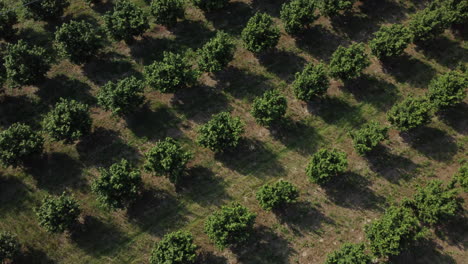 Haselnussbäume-Landwirtschaft-Anbaufeld-Luftaufnahme