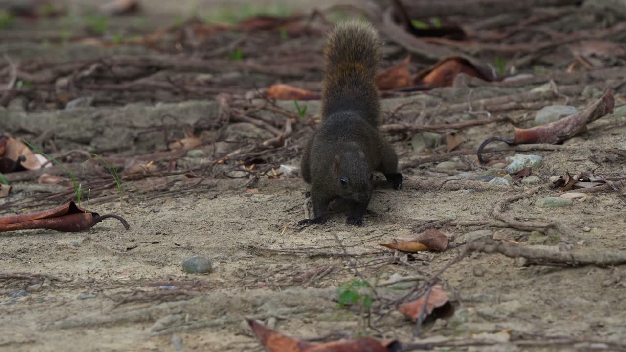 pequeña ardilla de pallas con cola esponjosa, avistada en el suelo del bosque, preguntándose curiosamente por los alrededores, tiro de cerca