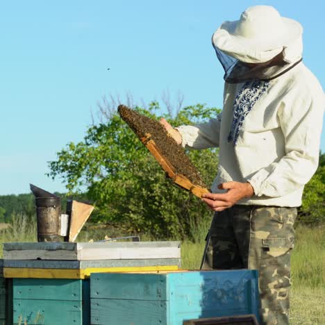beekeeper is working with bees and beehives on the apiary. frames of a bee hive. apiary concept