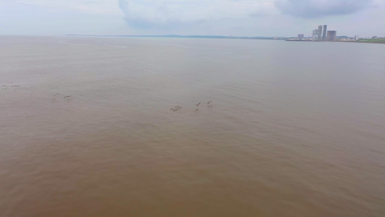 갈색 바다 물 건물 배경 날 위에 낮게 비행하는 공중 쫓는 새들