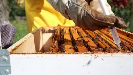 Closeup-of-beekeeper-using-oxalic-acid-syringe-on-bees-between-the-frames-as-a-miticide-on-honey-bees