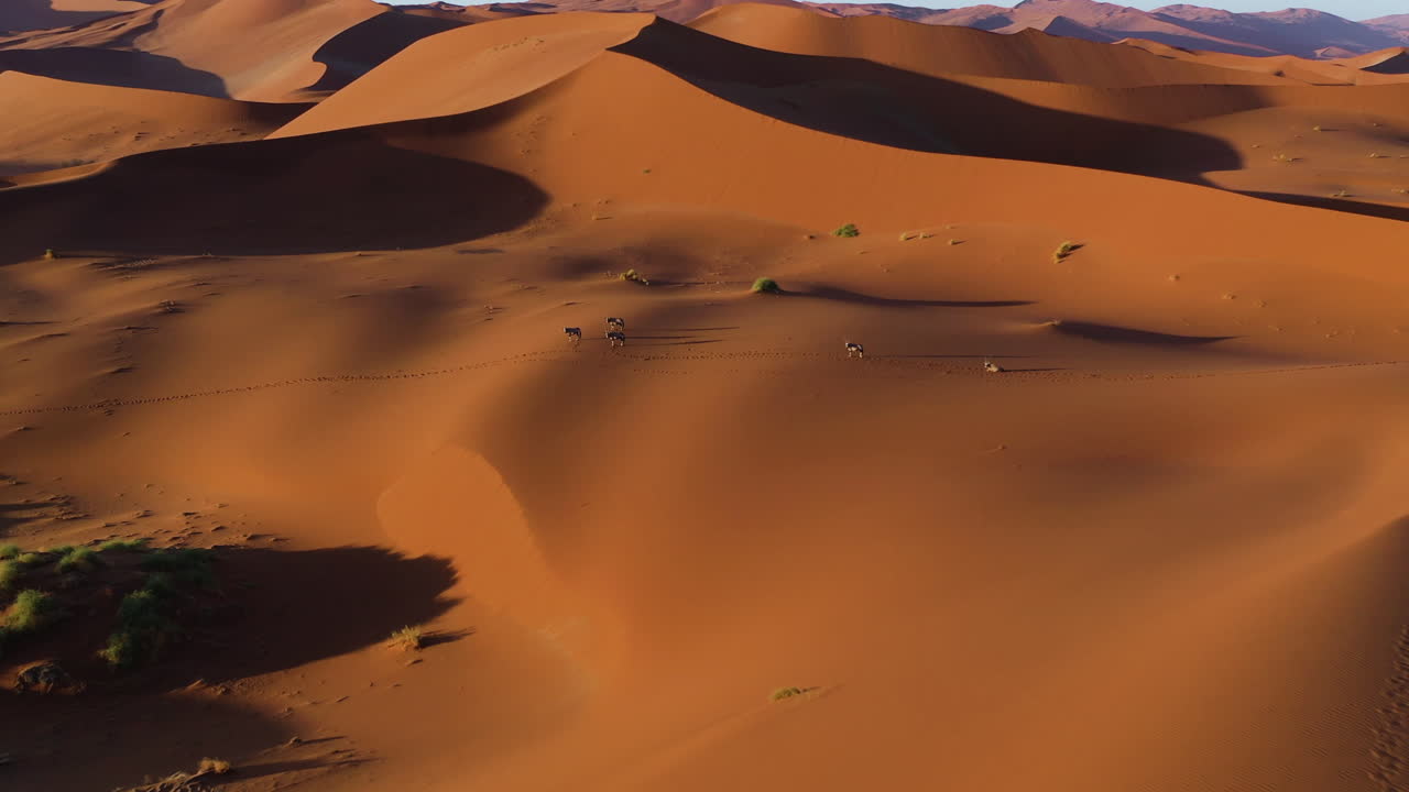Aerial view approaching a herd of Gemsbok on the Namib desert, sunset in Namibia - Oryx gazella