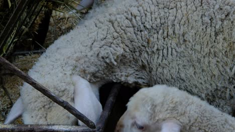 sheep eating grass