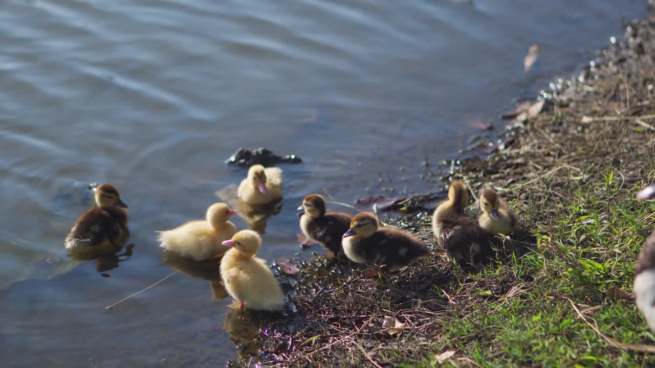grupo de patitos al lado del lago