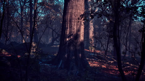 Bosque-De-Otoño-Brumoso-Con-Niebla-Matutina