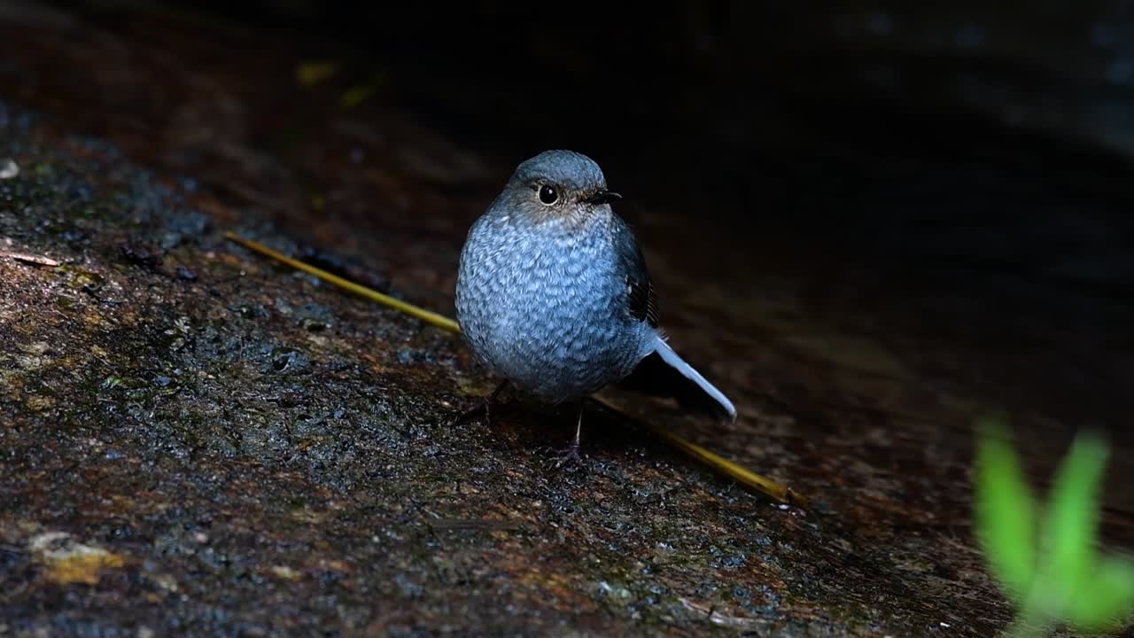 esta hembra de colirrojo plomizo no es tan colorida como el macho pero seguro que es tan esponjosa como una bola de un lindo pájaro