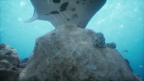 manta ray in underwater coral reef