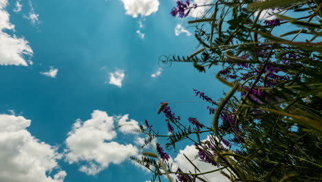 large stratocumulus clouds roll overhead, sun shines crepuscular rays god rays onto prairie wildflowers, ground up pov - timelapse