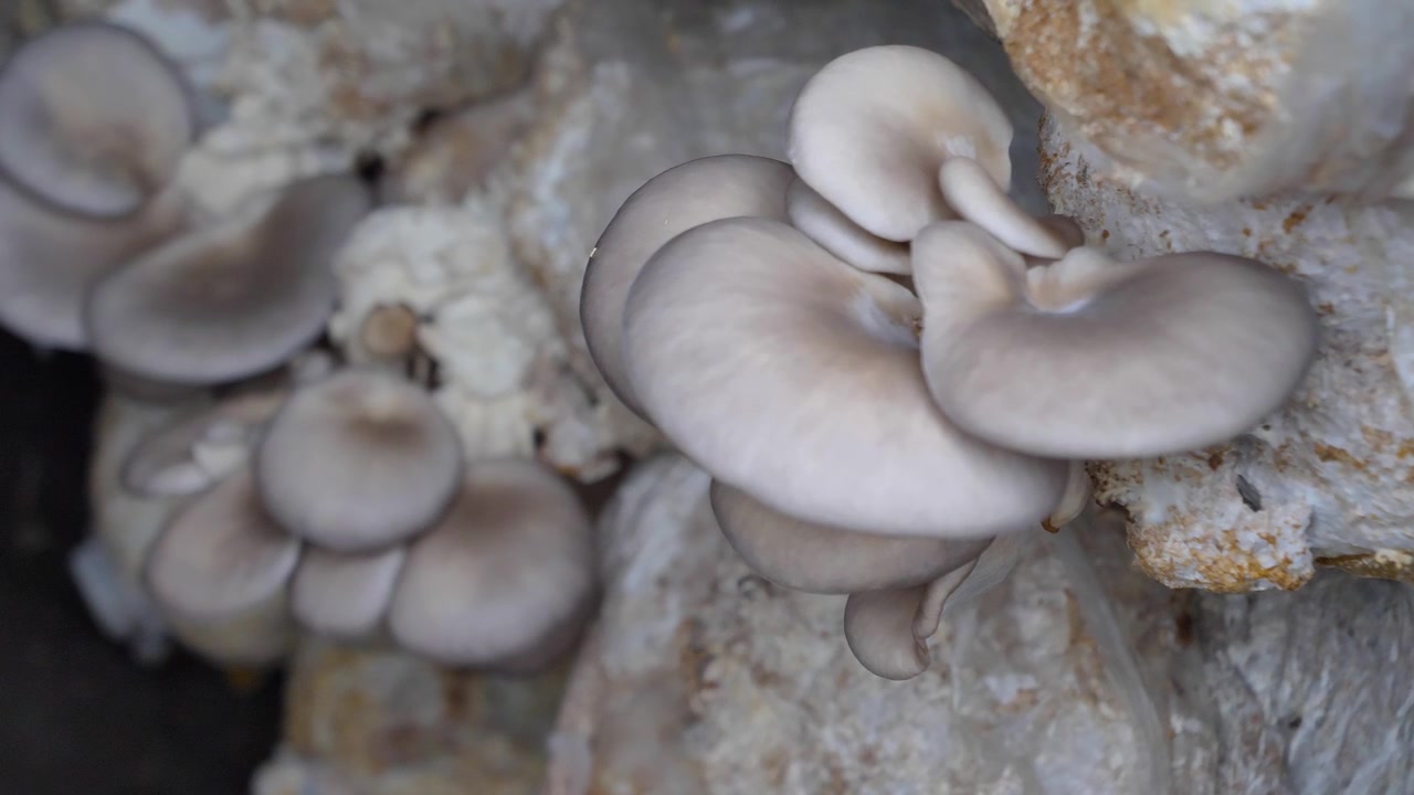 Tampilan close-up jamur tiram biru yang tumbuh di dalam ruangan di pertanian jamur komersial