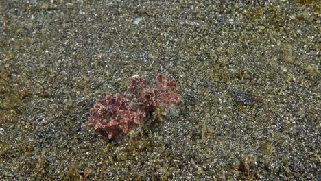 Flamboyant-cuttlefish-changing-color-and-texture-to-blend-into-the-substrate,-filmed-in-Lembeh-Straits,-Indonesia-2-of-2,-60fps