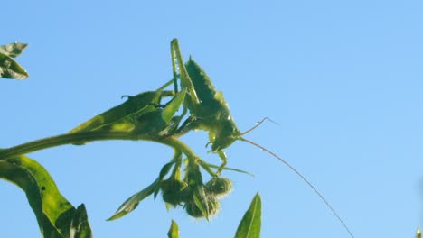 green grasshopper on a plant against a blue sky