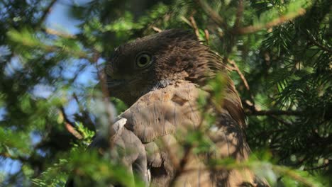 European-honey-buzzard-(Pernis-apivorus),-also-known-as-the-pern-or-common-pern,is-a-bird-of-prey-in-the-family-Accipitridae