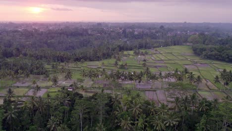 Traditionelle-Reisfelder-In-Indonesien-Mit-Sanftem-Licht-Bei-Sonnenuntergang,-Luftaufnahme