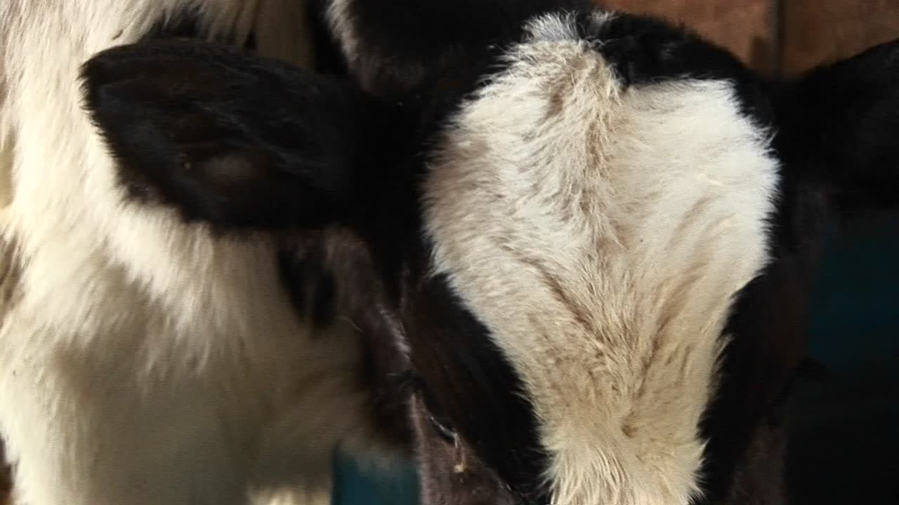 en este primer plano extremo, una vaca lechera con manchas blancas y marrones de repente se vuelve tímida